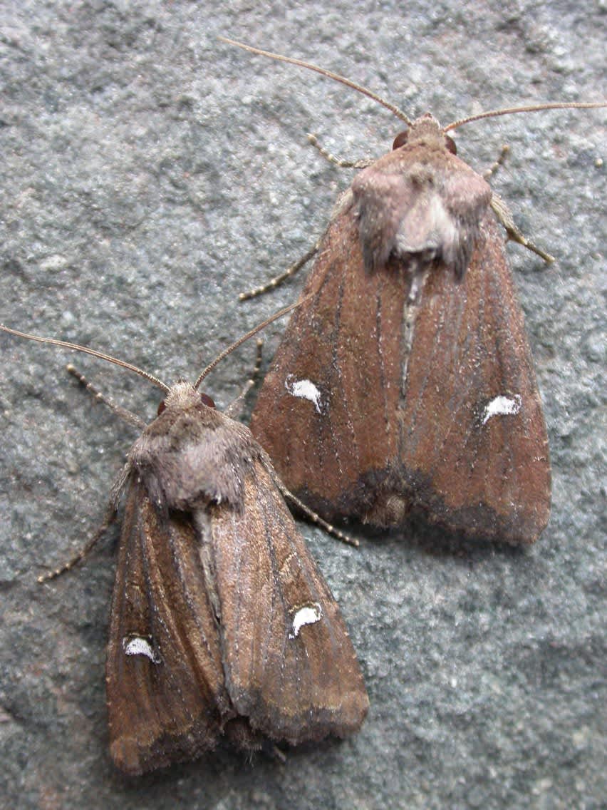 The Crescent (Helotropha leucostigma) photographed in Kent by Ross Newham 