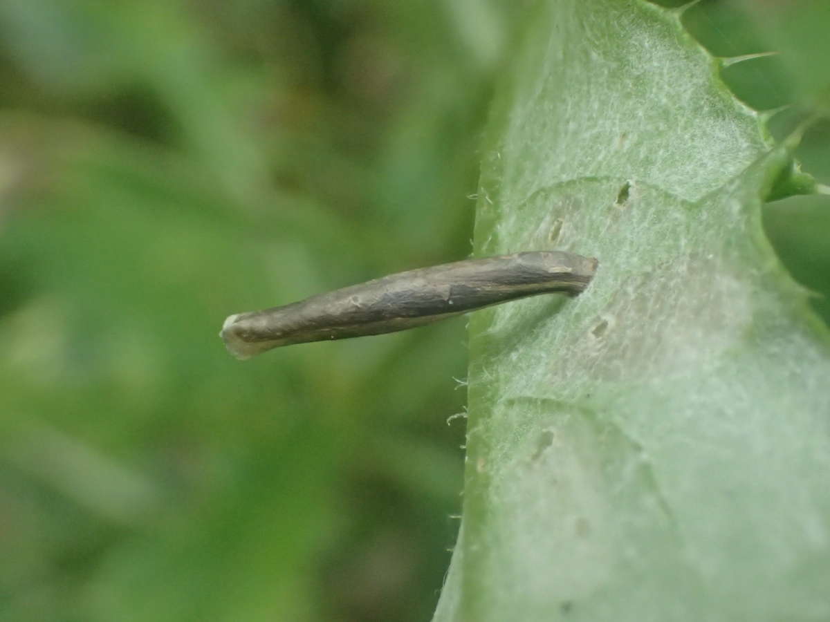 Dark Thistle Case-bearer (Coleophora paripennella) photographed at Park Gate Down, KWT  by Dave Shenton 