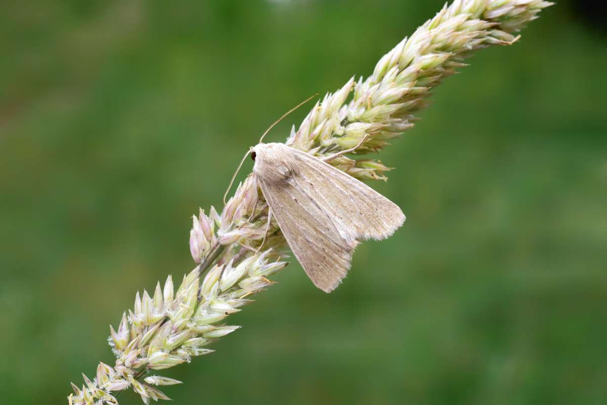 Lyme Grass (Longalatedes elymi) photographed in Kent by Antony Wren