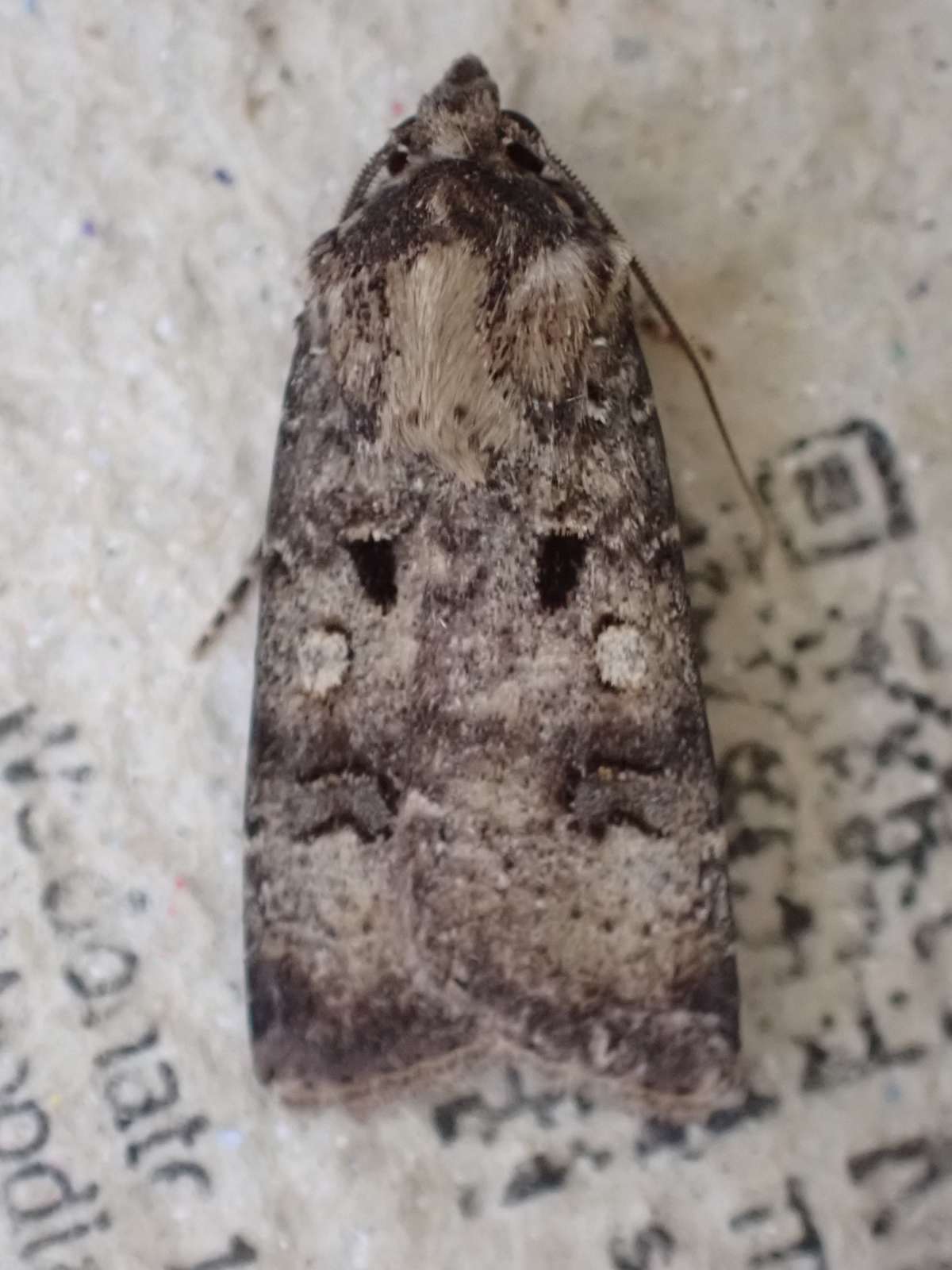 Crescent Dart (Agrotis trux) photographed at Maidstone  by Allan Beeney 