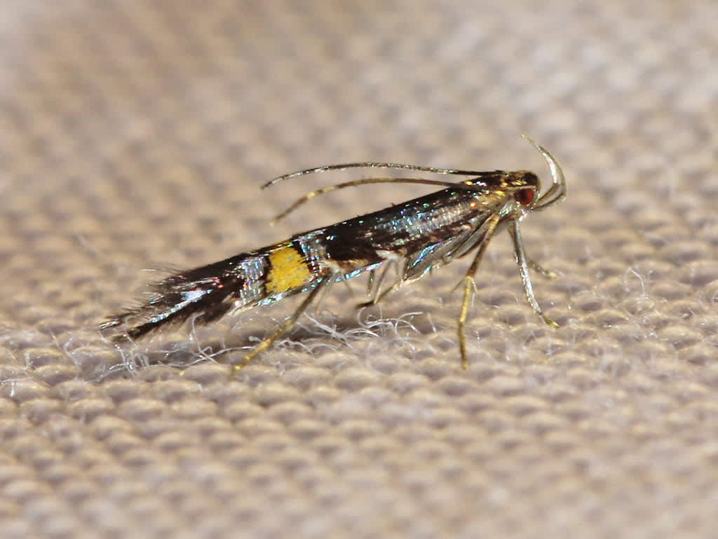 Marsh Cosmet (Cosmopterix orichalcea) photographed in Kent by David Beadle