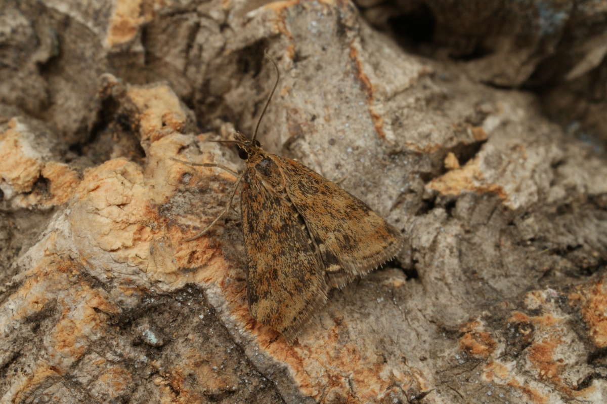 Straw-barred Pearl (Pyrausta despicata) photographed at Aylesham  by Dave Shenton