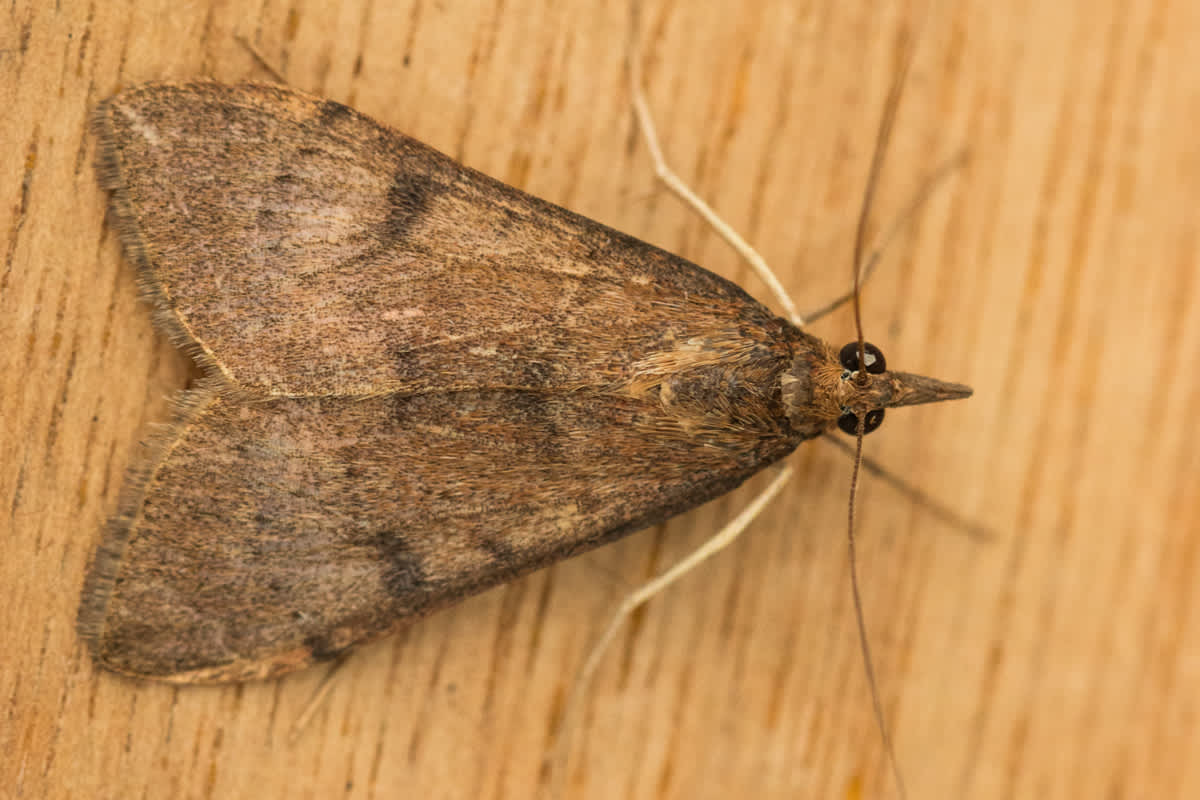 Yellow-underwing Pearl (Uresiphita gilvata) photographed in Kent by Tony Morris 