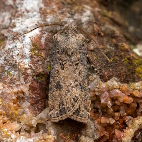 Turnip Moth (Agrotis segetum) photographed in Kent by Paul Yetman