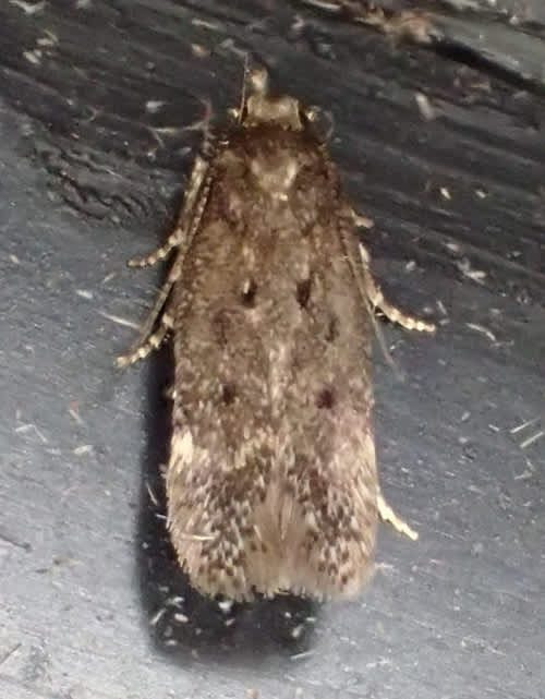 Dull Red Neb (Bryotropha senectella) photographed in Kent by Andrew Stanger
