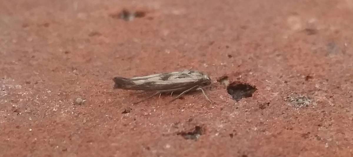 Goosefoot Owlet (Scythris limbella) photographed at Dartford  by Andrew Lawson