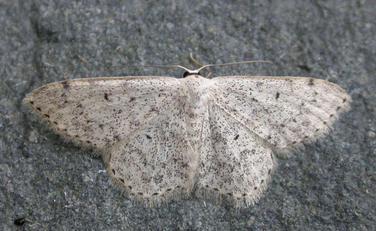 Mullein Wave (Scopula marginepunctata) photographed in Kent by Ross Newham 