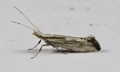 Grey-streaked Diamond-back (Plutella porrectella) photographed in Kent by Steve Cutt