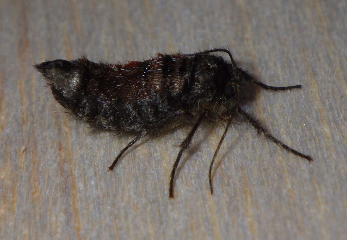 Small Brindled Beauty (Apocheima hispidaria) photographed in Kent by Alan Stubbs 