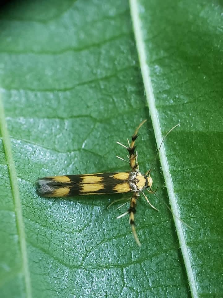 Alder Signal (Stathmopoda pedella) photographed in Kent by Phil Ambler