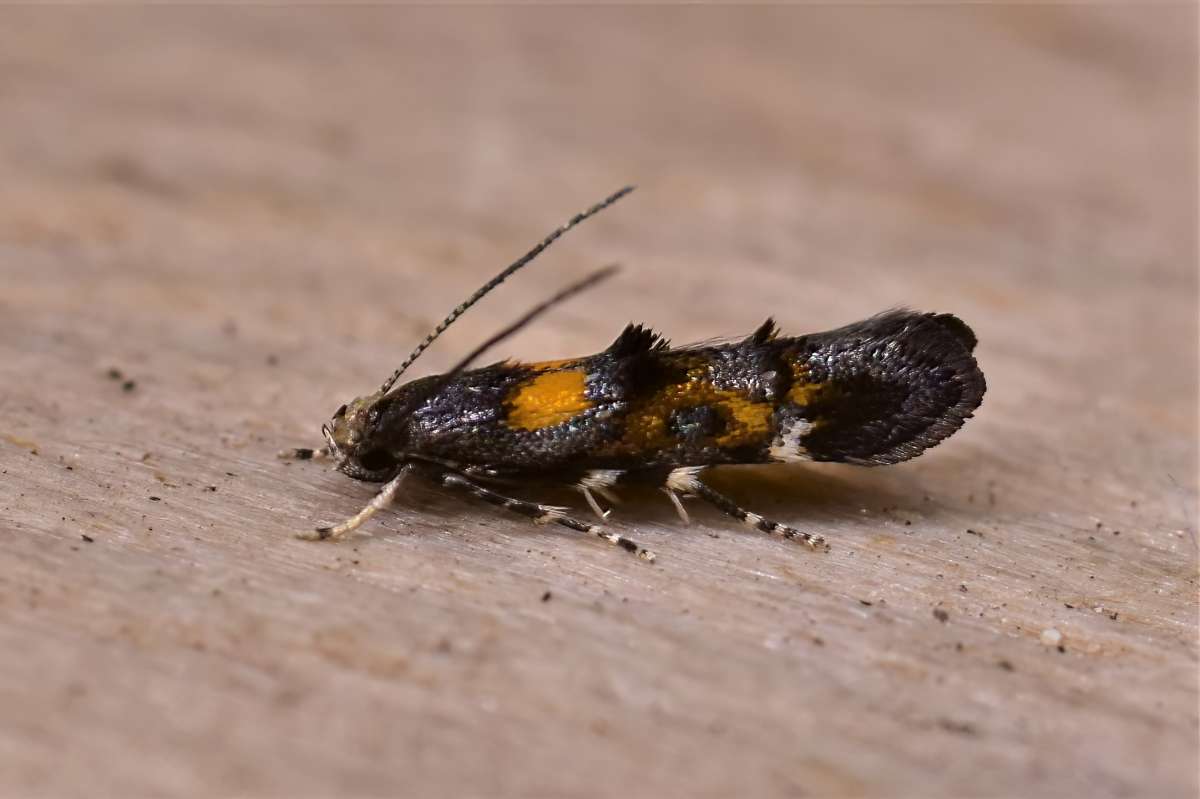 Little Mompha (Mompha raschkiella) photographed in Kent by Antony Wren