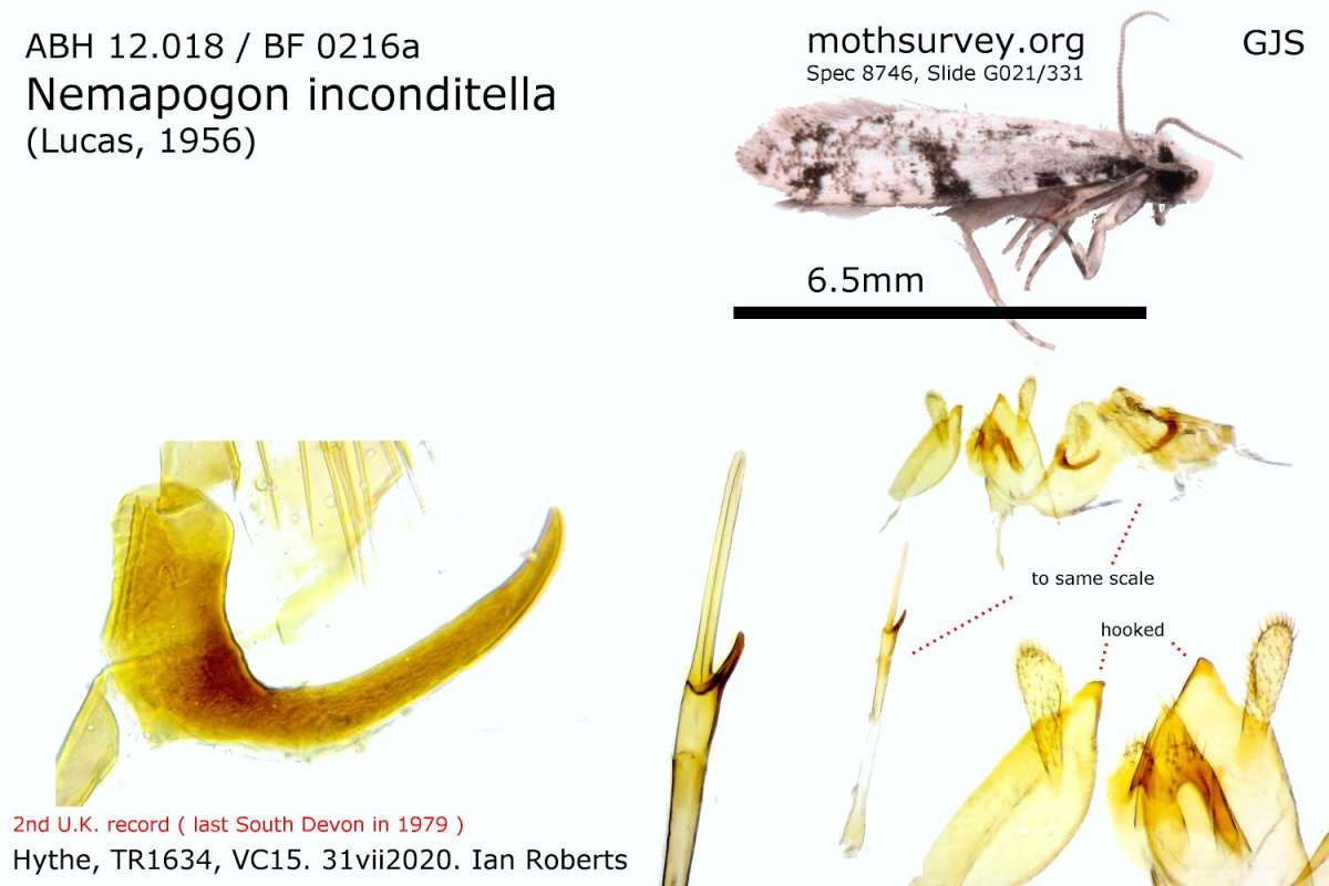 Pale Devon Clothes Moth (Nemapogon inconditella) photographed at Hythe  by Ian Roberts per G J Smith