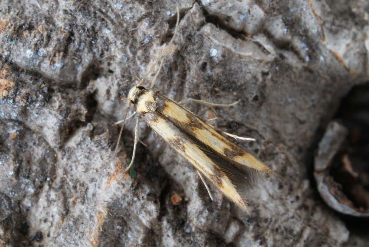 Alder Signal (Stathmopoda pedella) photographed in Kent by Dave Shenton