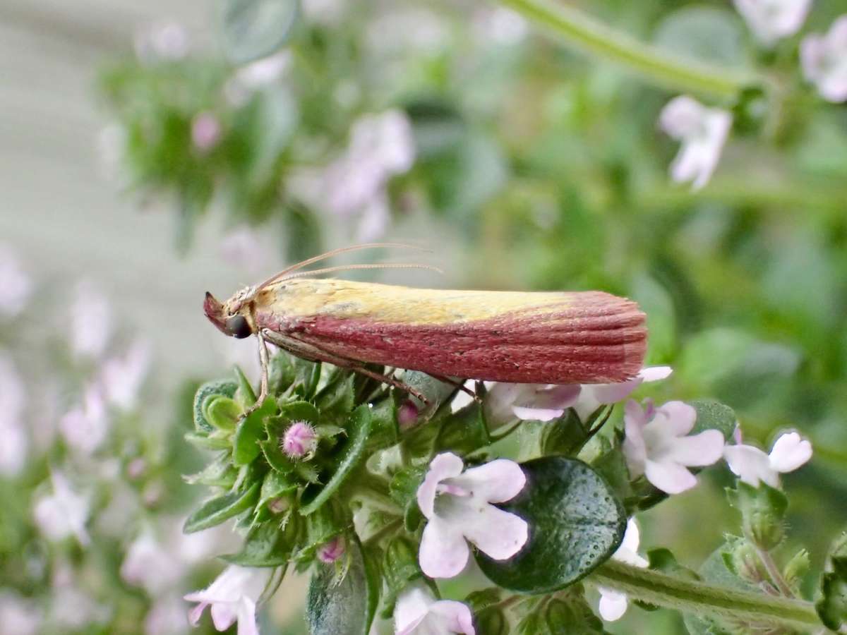 Rosy-striped Knot-horn (Oncocera semirubella) photographed at Aylesham  by Dave Shenton 