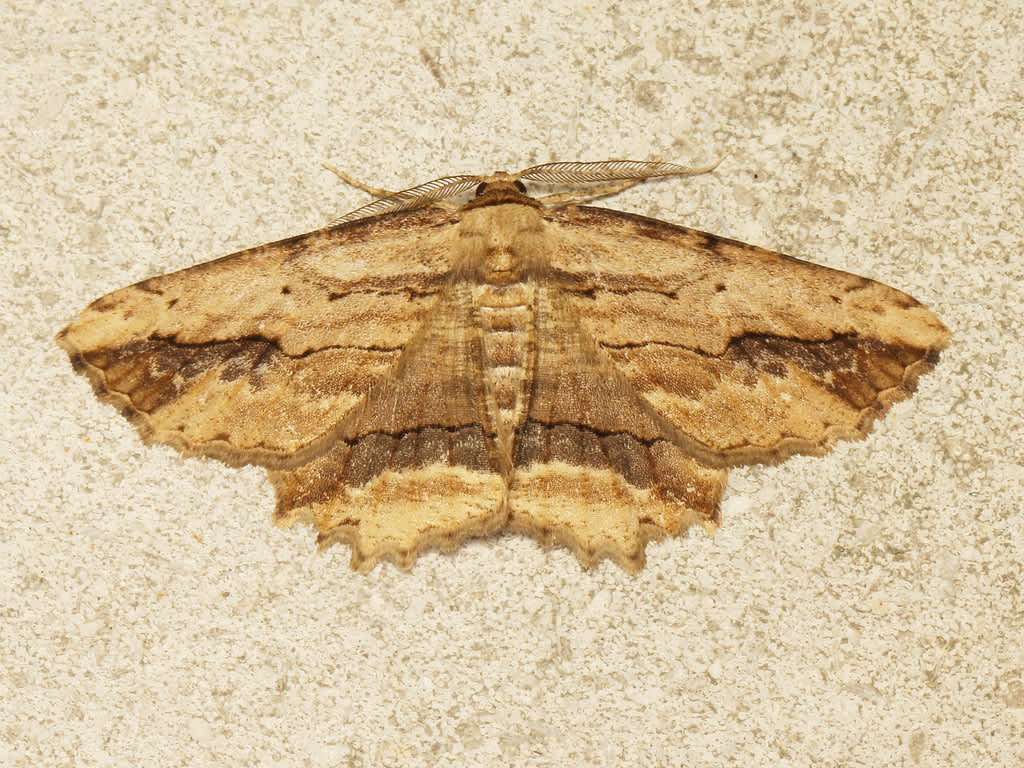 Waved Umber (Menophra abruptaria) photographed in Kent by David Beadle 