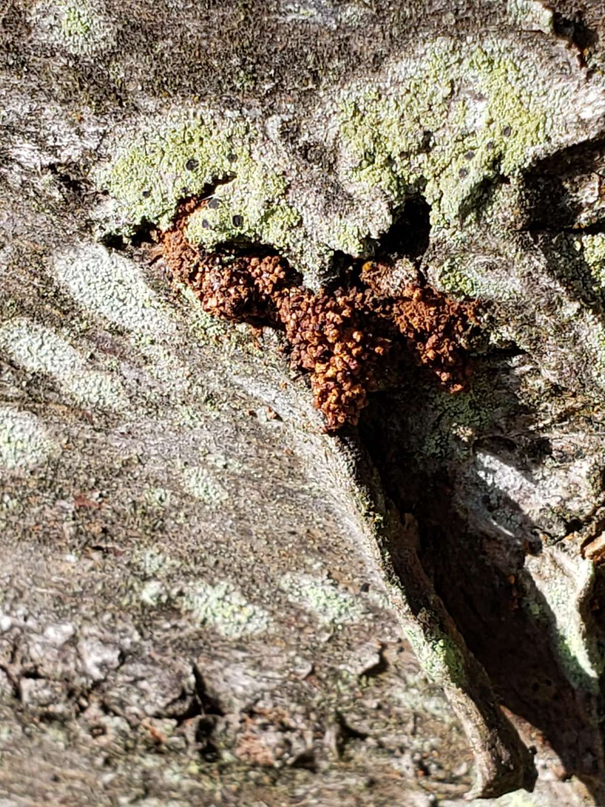 Cherry-bark Moth (Enarmonia formosana) photographed in Kent by Phil Ambler