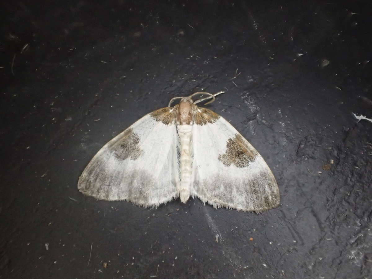 Blue-bordered Carpet (Plemyria rubiginata) photographed at Aylesham  by Dave Shenton 