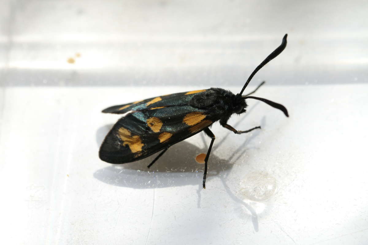 Narrow-bordered Five-spot Burnet (Zygaena lonicerae) photographed at Ightham by John Bangay