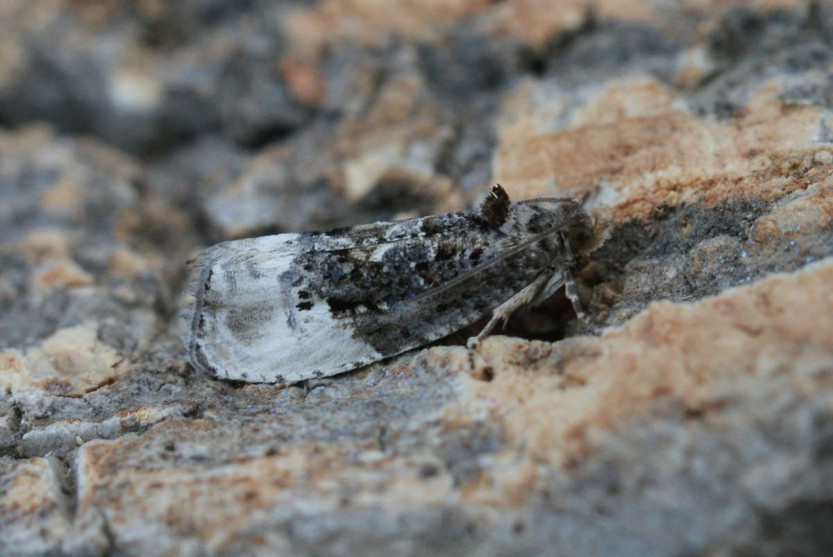 Marbled Orchard Tortrix (Hedya nubiferana) photographed at Aylesham  by Dave Shenton 