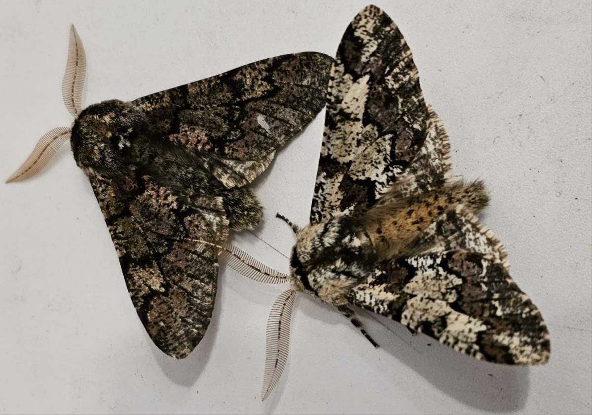 Oak Beauty (Biston strataria) photographed in Kent by Leonard Cooper 