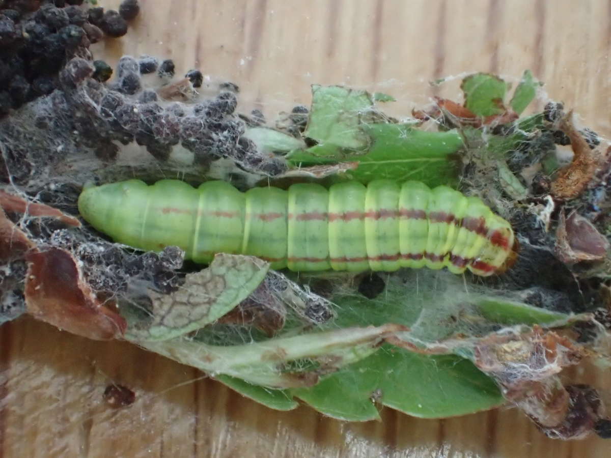 Grey Knot-horn (Acrobasis advenella) photographed in Kent by Dave Shenton 