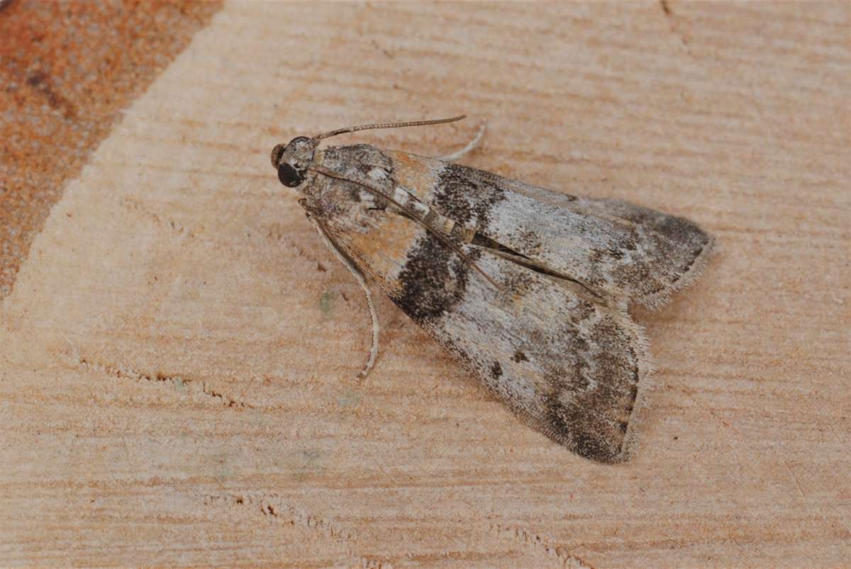 New Poplar Knot-horn (Sciota rhenella) photographed in Kent by Antony Wren