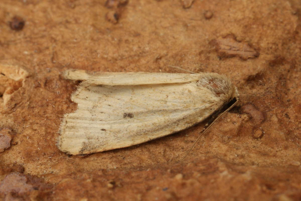 Small Dotted Buff (Photedes minima) photographed in Kent by Dave Shenton 