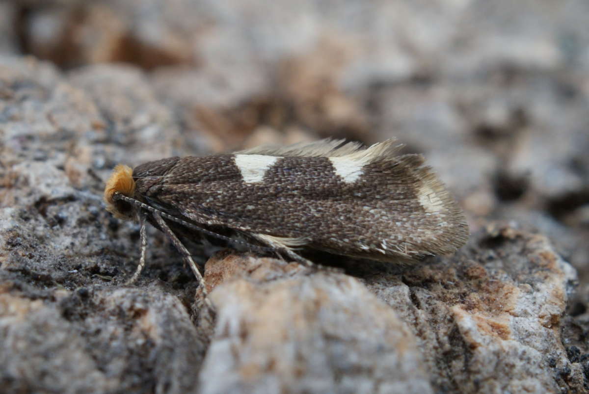 Feathered Leaf-cutter (Incurvaria masculella) photographed at Aylesham  by Dave Shenton 