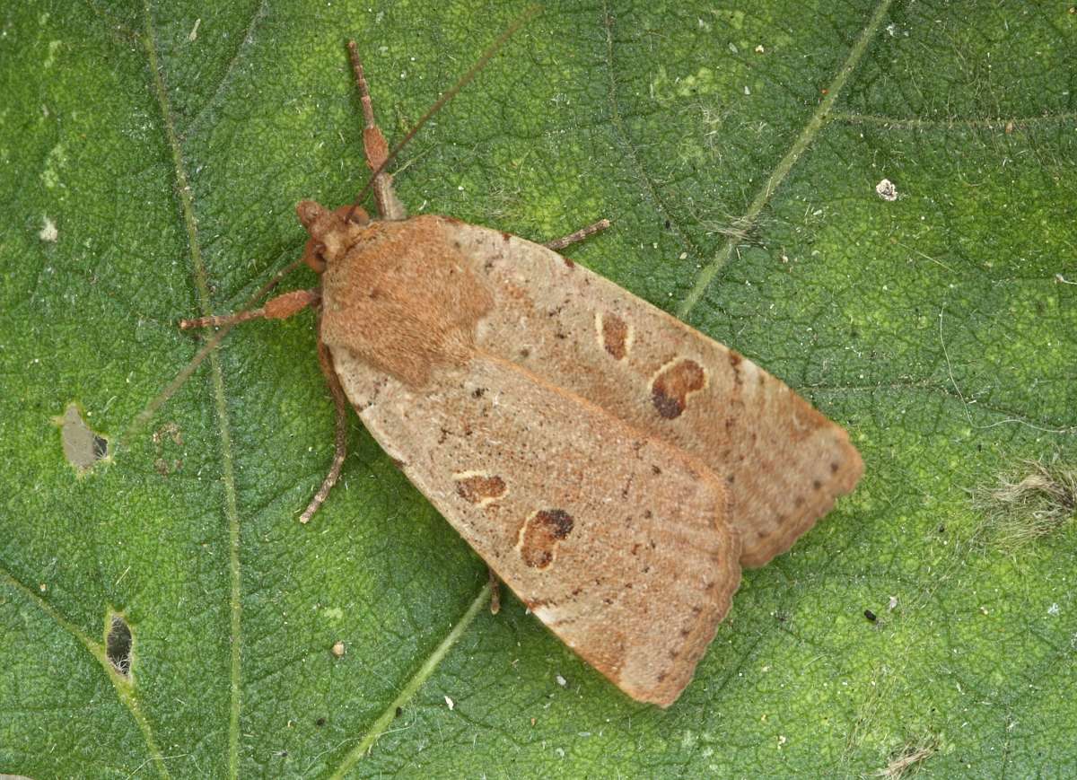 Lesser Yellow Underwing (Noctua comes) photographed in Kent by Peter Maton