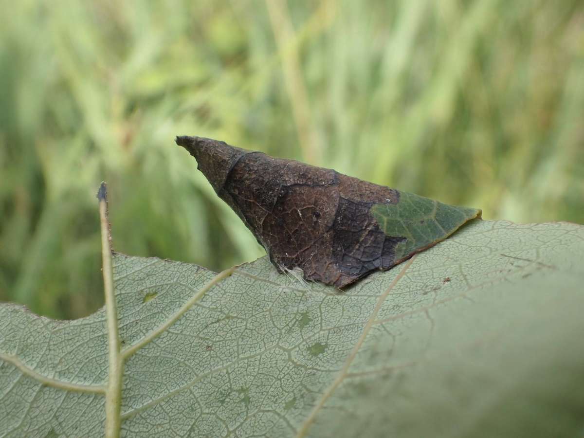 White-triangle Slender (Caloptilia stigmatella) photographed at Betteshanger CP by Dave Shenton 