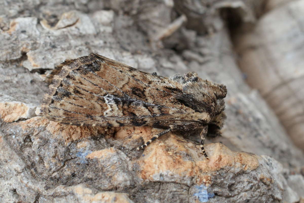 Small Clouded Brindle (Apamea unanimis) photographed at Stodmarsh NNR by Dave Shenton 