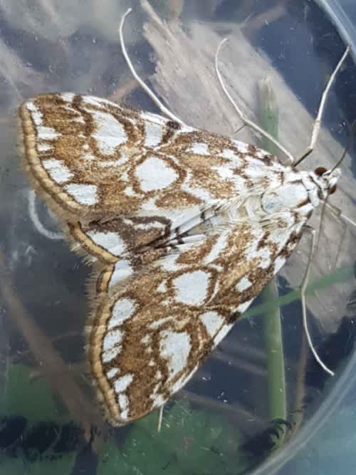 Brown China-mark (Elophila nymphaeata) photographed in Kent by Francesca Partridge