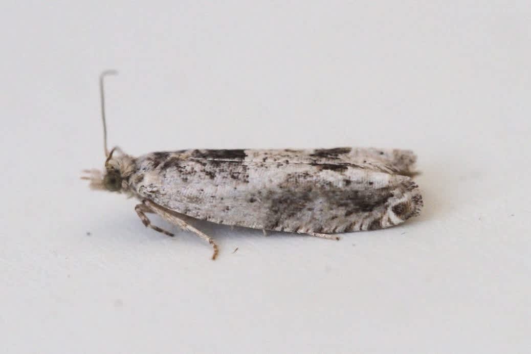 Southern Bell (Crocidosema plebejana) photographed in Kent by Josh Jones