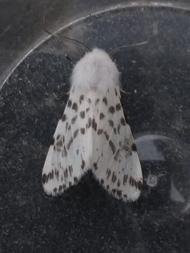 Autumn Webworm (Hyphantria cunea) photographed at Dartford  by James Hunter