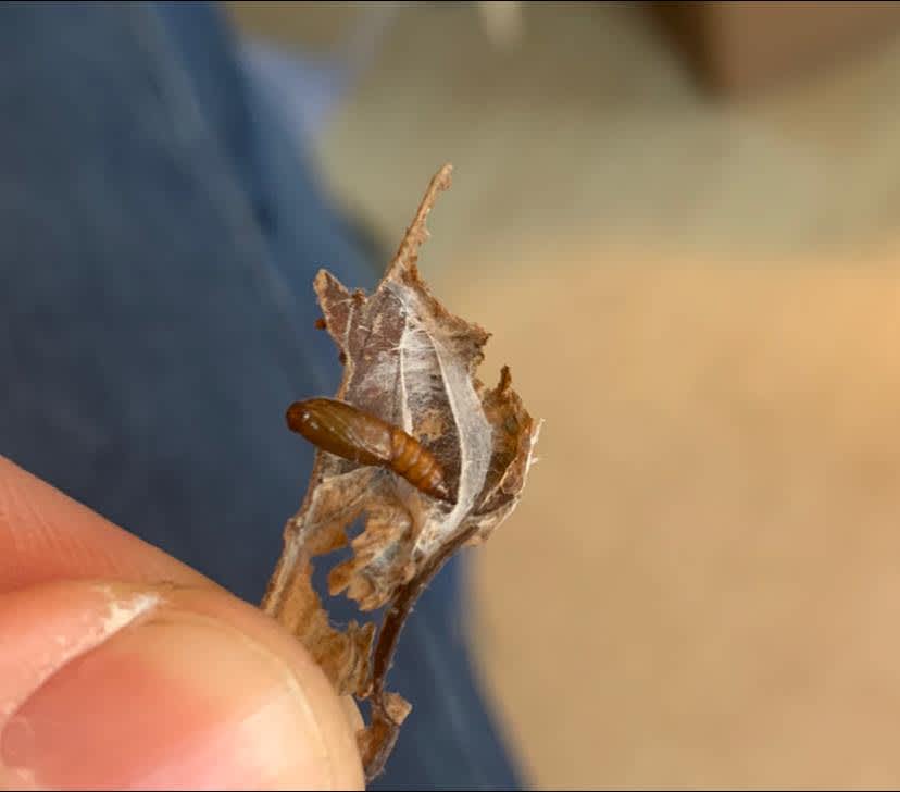 Red-barred Tortrix (Ditula angustiorana) photographed in Kent by Oliver Bournat