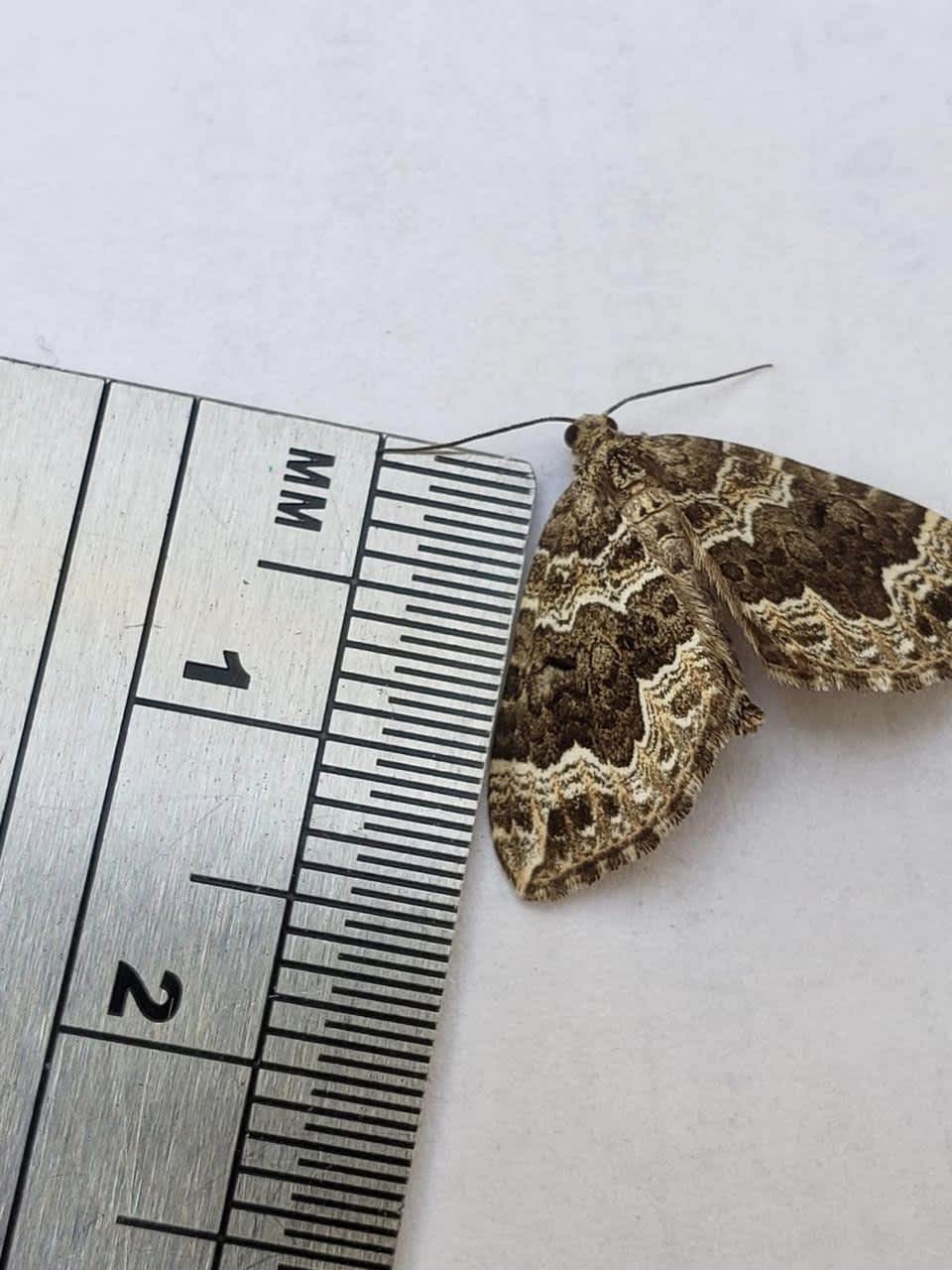 Devon Carpet (Lampropteryx otregiata) photographed in Kent by Oliver Bournat