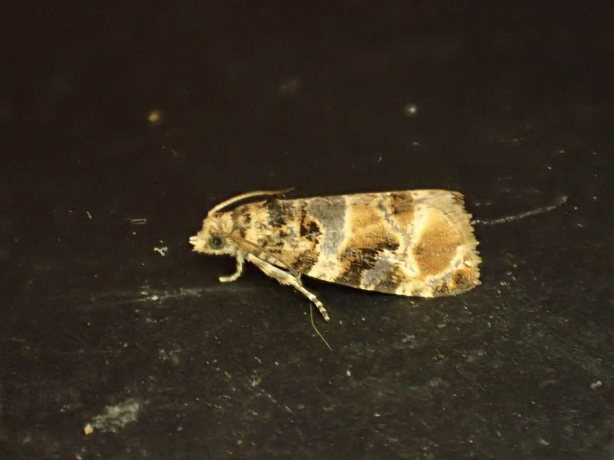 European Vine Moth (Lobesia botrana) photographed at Aylesham by Dave Shenton 