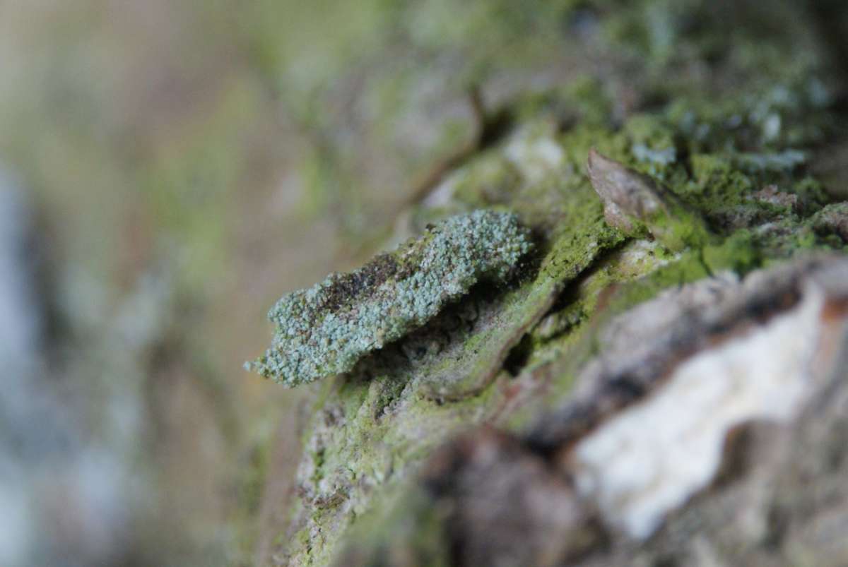 White-speckled Bagworm (Narycia duplicella) photographed at Wildwood Trust  by Dave Shenton 