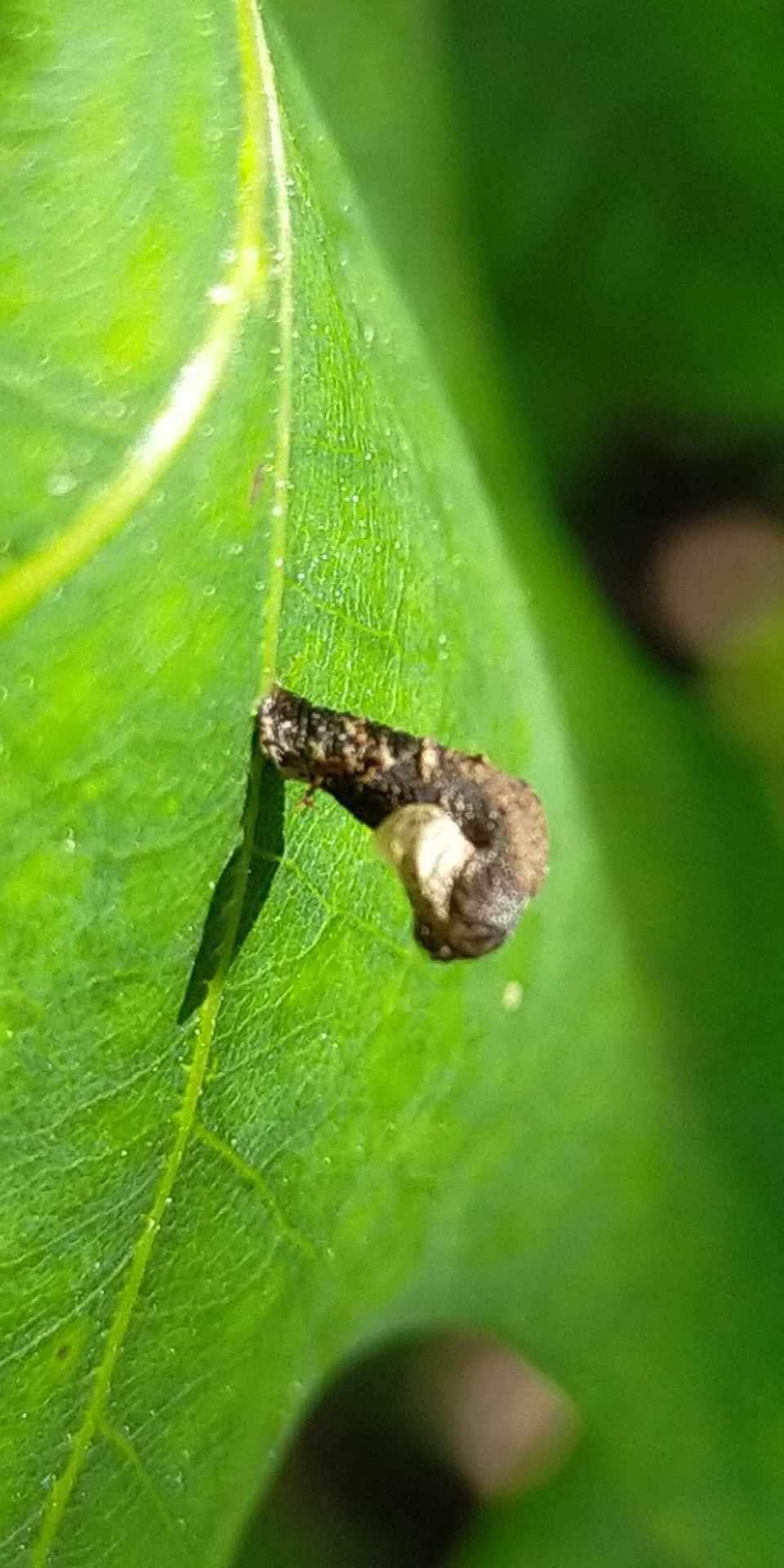 Forest Case-bearer (Coleophora ibipennella) photographed in Kent by Alan Stubbs