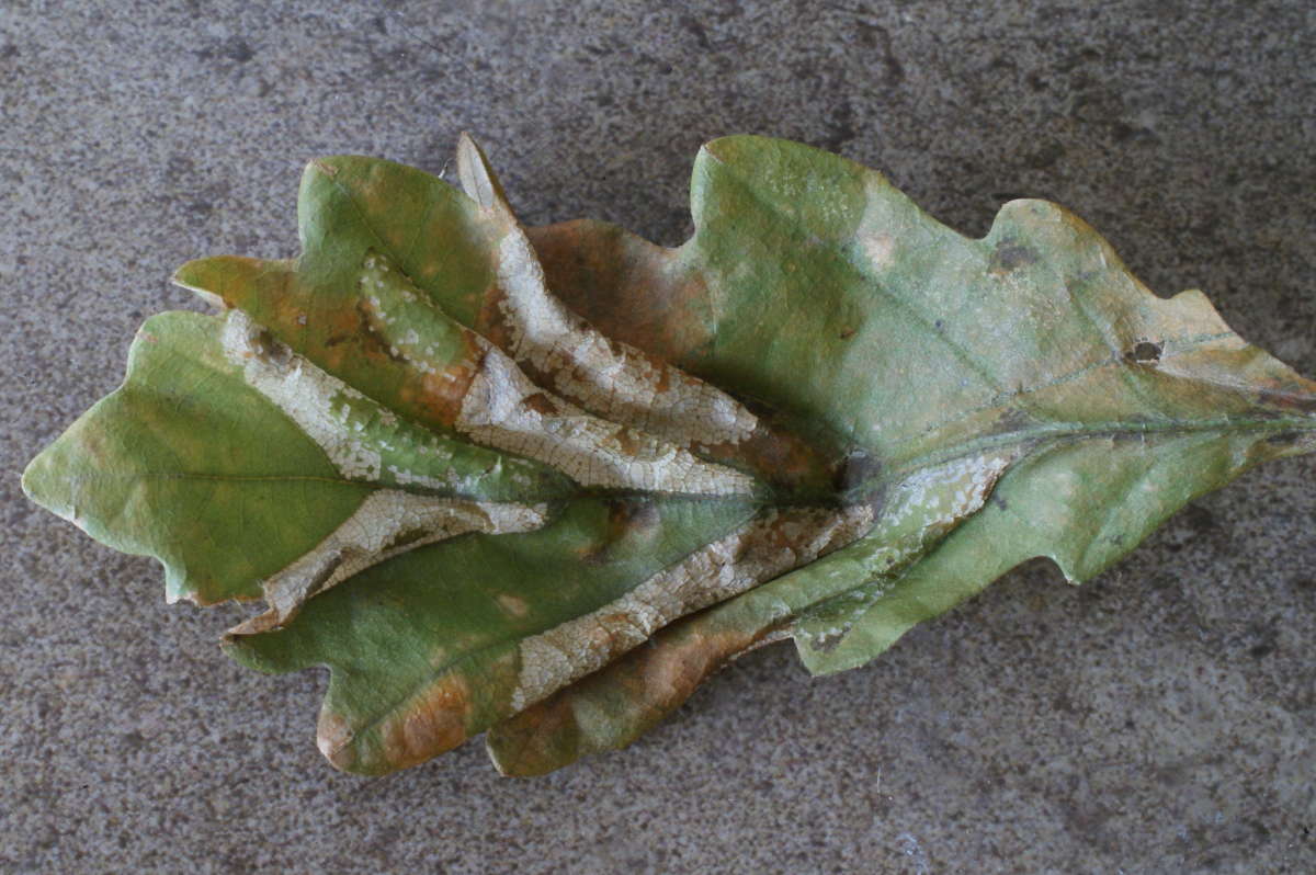 Fiery Oak Midget (Phyllonorycter lautella) photographed in Kent by Dave Shenton 