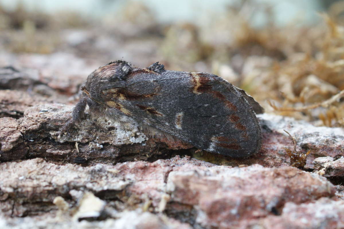 Iron Prominent (Notodonta dromedarius) photographed in Kent by Dave Shenton 