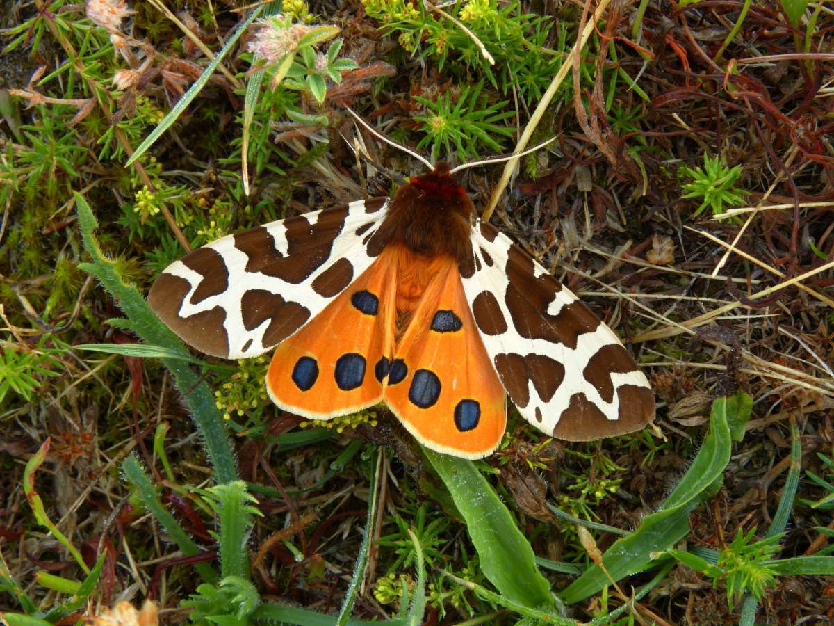 Garden Tiger (Arctia caja) photographed in Kent by Chris Manley 