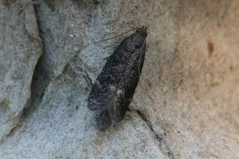 Cotoneaster Webworm (Athrips rancidella) photographed at West Kent  by AJPembo