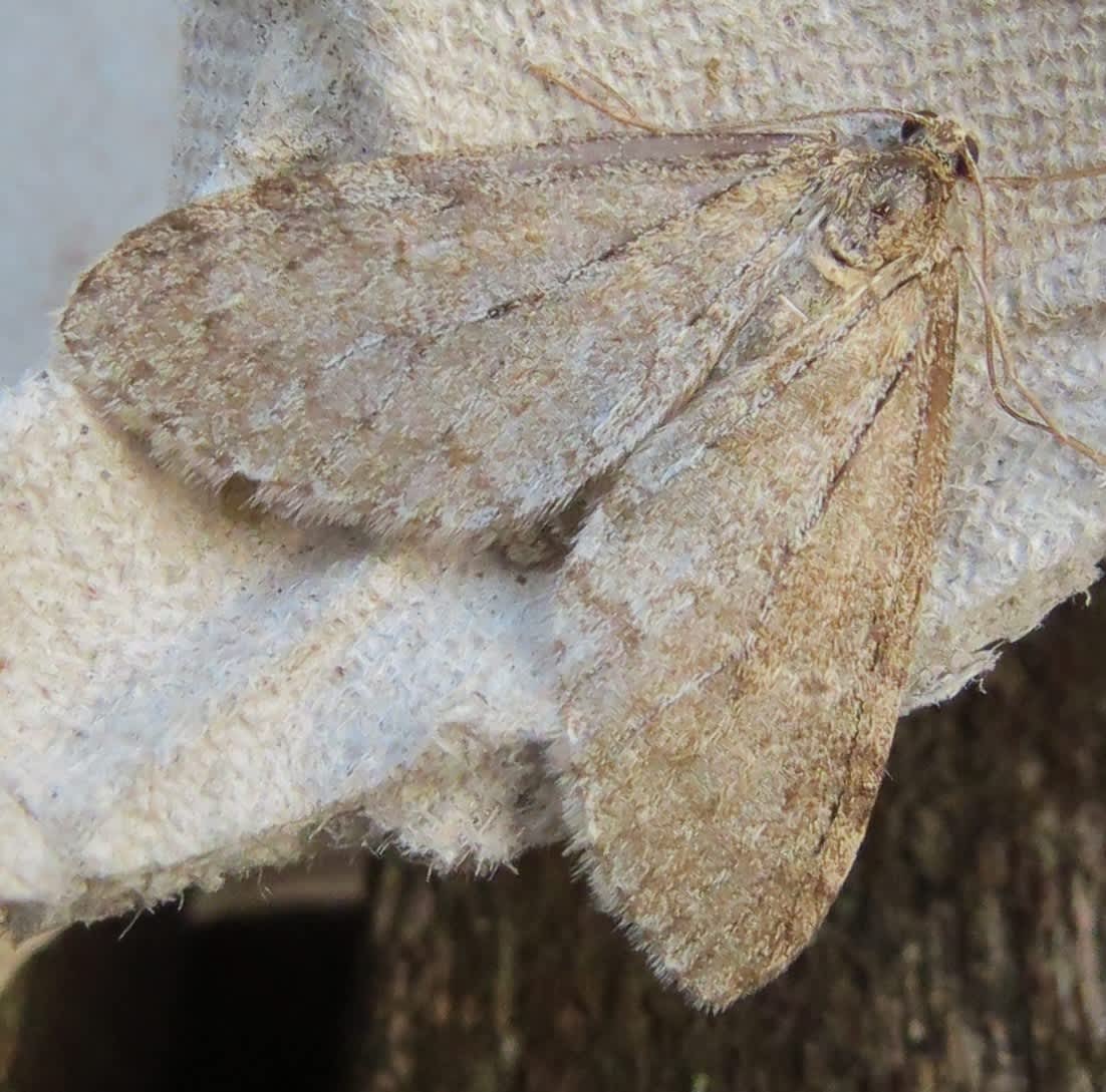 Early Tooth-striped (Trichopteryx carpinata) photographed in Kent by Steve Cutt