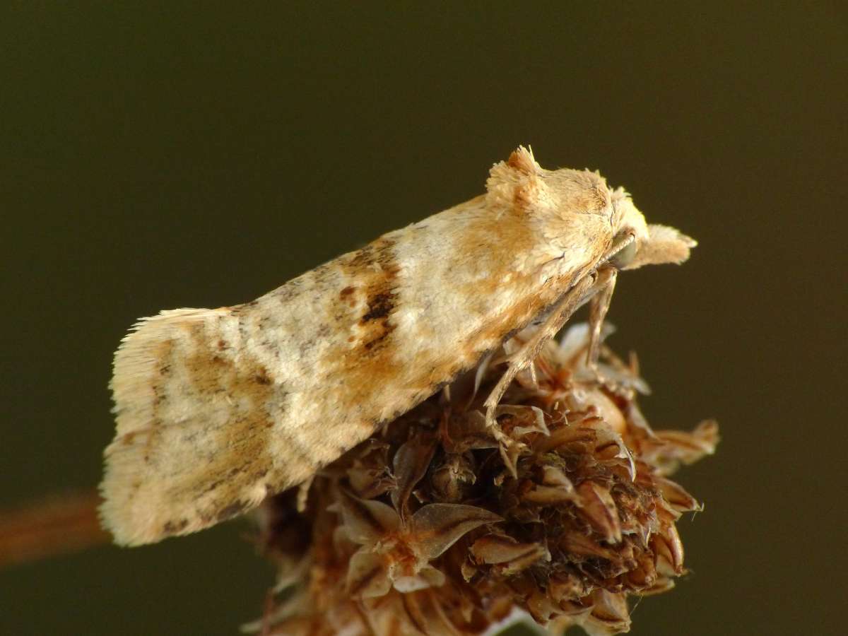 Kentish Conch (Cochylimorpha alternana) photographed at Sandwich Bay by Chris Manley