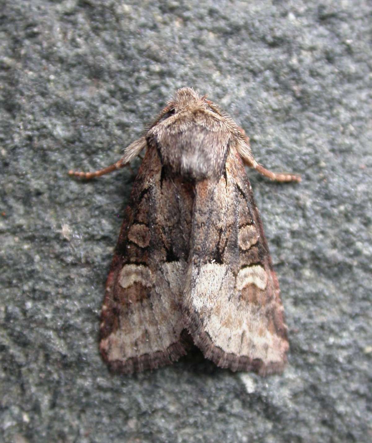 Minor Shoulder-knot (Brachylomia viminalis) photographed in Kent by Ross Newham 