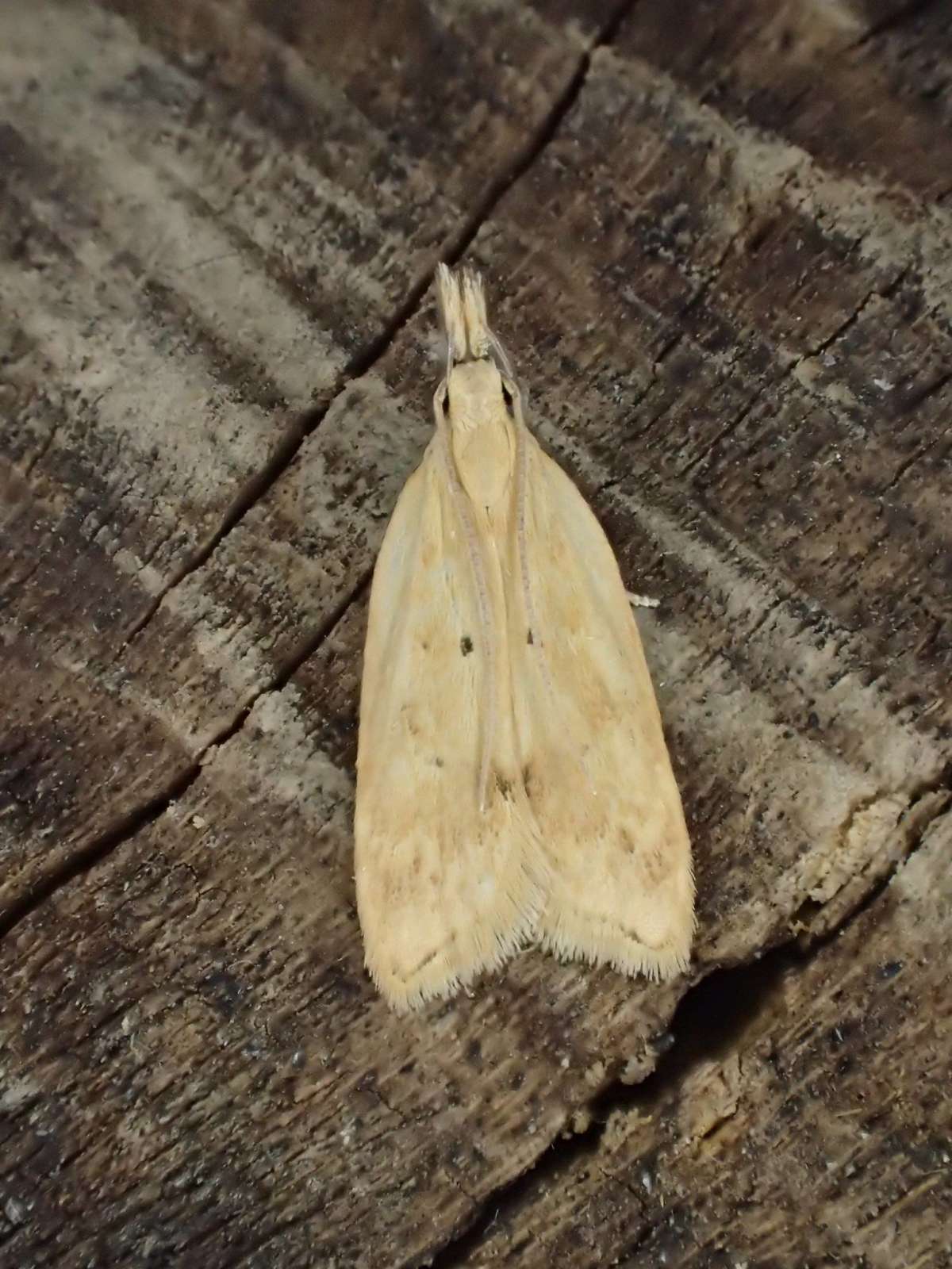 Marjoram Crest (Acompsia schmidtiellus) photographed at Jumping Downs LNR  by Dave Shenton 