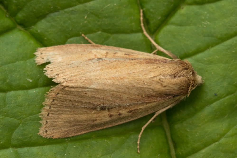 Brown-veined Wainscot (Archanara dissoluta) photographed in Kent by Tony Morris