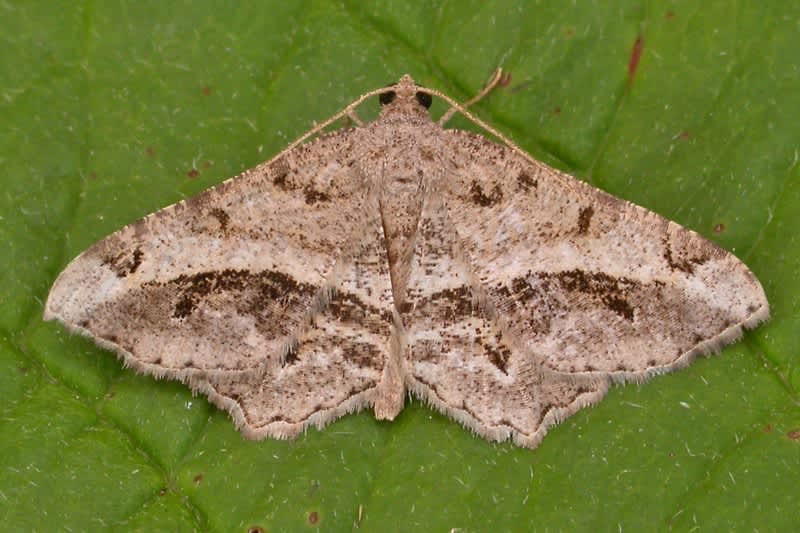 Tamarisk Peacock (Chiasmia aestimaria) photographed in Kent by Tony Morris