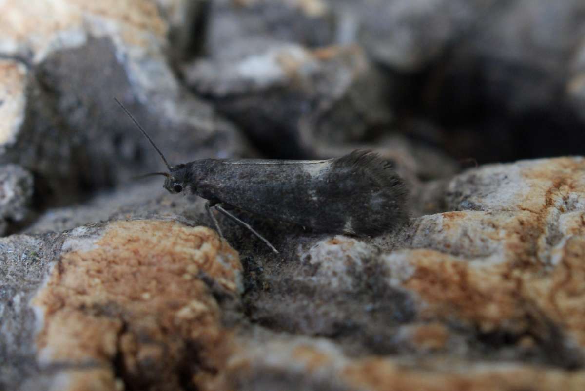 Rose Bright (Lampronia morosa) photographed at Aylesham  by Dave Shenton 